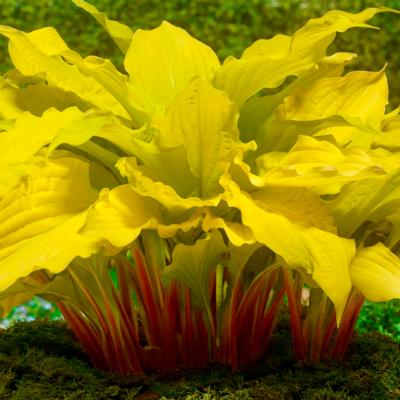 Hosta 'Lipstick Blonde'